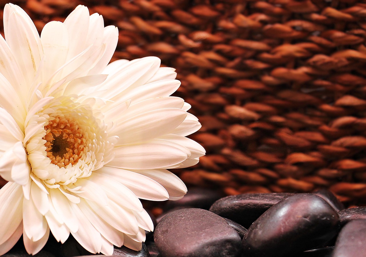 gerbera, flower, blossom, nature, 4k wallpaper 1920x1080, bloom, mac wallpaper, beautiful flowers, flower background, composites, white, white gerbera, free wallpaper, white flower, desktop backgrounds, floral background, flower wallpaper, cool backgrounds, asteraceae, background, background image, hd wallpaper, background image, 4k wallpaper, background image, free background, windows wallpaper, background image, wallpaper hd, laptop wallpaper, beautiful wallpaper, full hd wallpaper, wallpaper 4k, background image, background image